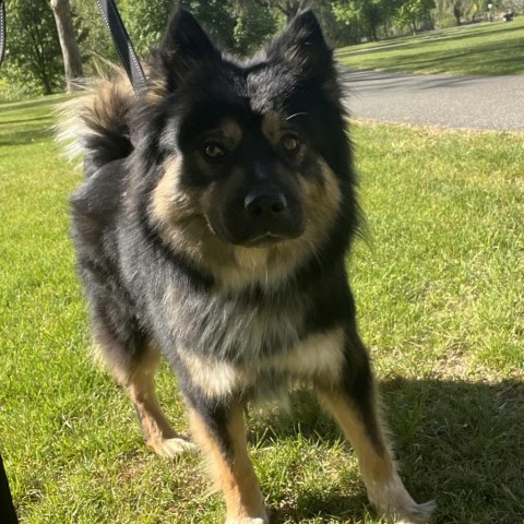 Grant, an adoptable Chow Chow, Husky in Benton City, WA, 99320 | Photo Image 6