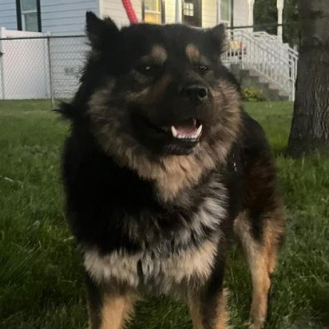 Grant, an adoptable Chow Chow, Husky in Benton City, WA, 99320 | Photo Image 6