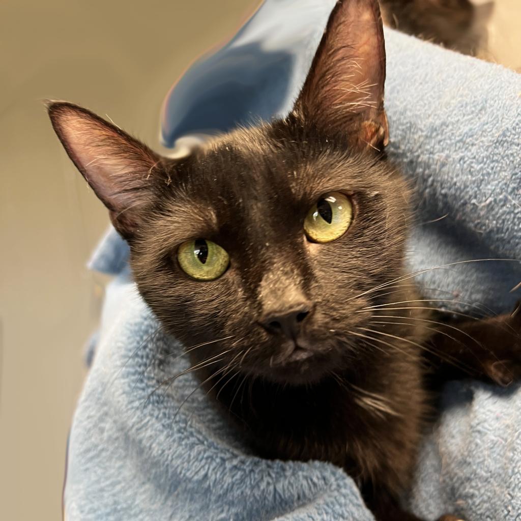 Mama Morgan, an adoptable Domestic Short Hair in Mount Juliet, TN, 37122 | Photo Image 1