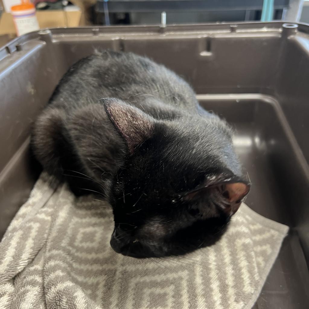 Mama Morgan, an adoptable Domestic Short Hair in Mount Juliet, TN, 37122 | Photo Image 3