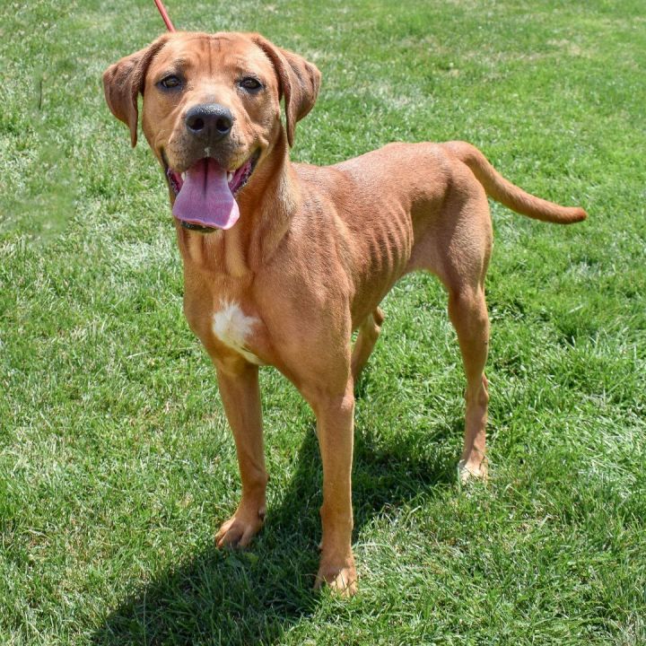 Coonhound 2024 terrier mix