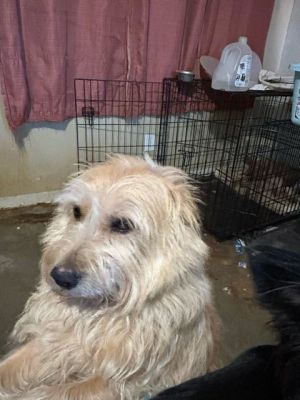 Irish wolfhound sale wheaten terrier mix