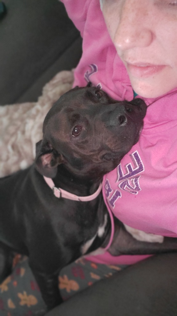 Arya, an adoptable American Staffordshire Terrier, Labrador Retriever in Hartsville, SC, 29550 | Photo Image 4