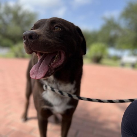 Melvin, an adoptable Chocolate Labrador Retriever in Corpus Christi, TX, 78415 | Photo Image 1