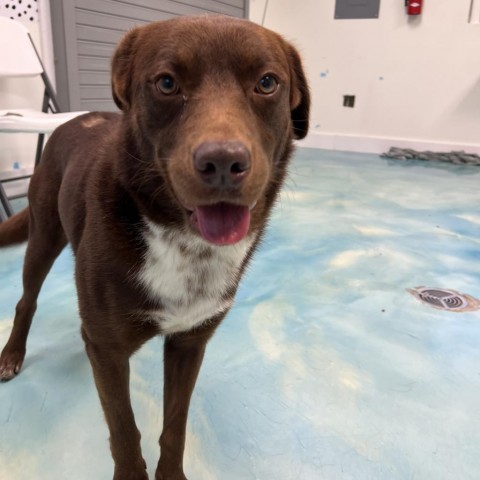 Melvin, an adoptable Chocolate Labrador Retriever in Corpus Christi, TX, 78415 | Photo Image 2