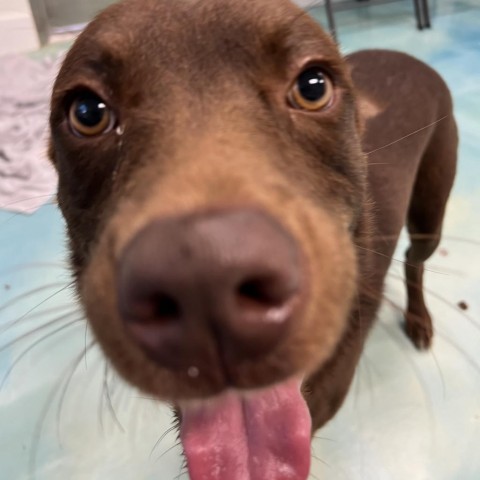 Melvin, an adoptable Chocolate Labrador Retriever in Corpus Christi, TX, 78415 | Photo Image 3