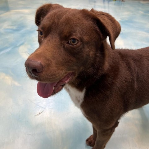 Melvin, an adoptable Chocolate Labrador Retriever in Corpus Christi, TX, 78415 | Photo Image 4