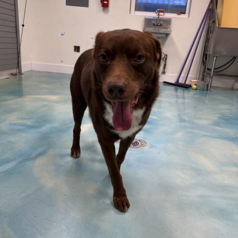 Melvin, an adoptable Chocolate Labrador Retriever in Corpus Christi, TX, 78415 | Photo Image 5