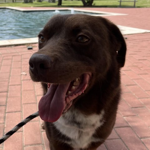 Melvin, an adoptable Chocolate Labrador Retriever in Corpus Christi, TX, 78415 | Photo Image 6