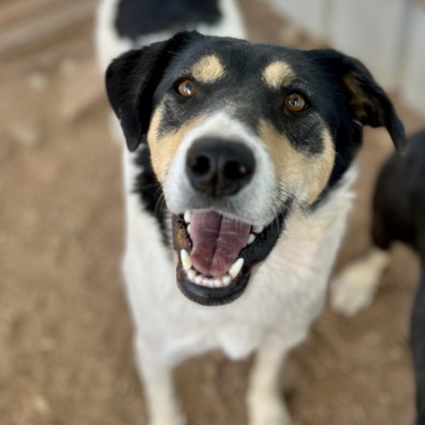 Val, an adoptable Mixed Breed in Moab, UT, 84532 | Photo Image 1
