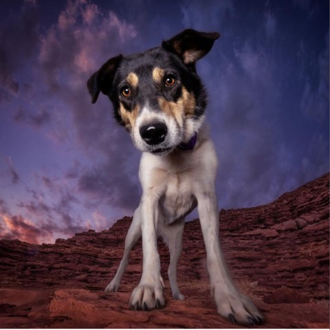 Val, an adoptable Mixed Breed in Moab, UT, 84532 | Photo Image 2