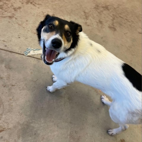 Val, an adoptable Mixed Breed in Moab, UT, 84532 | Photo Image 3