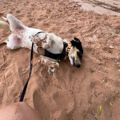 Val, an adoptable Mixed Breed in Moab, UT, 84532 | Photo Image 3