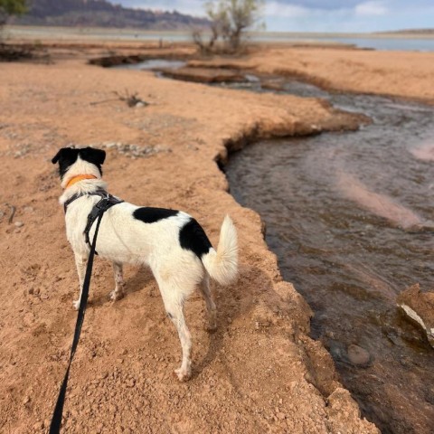 Val, an adoptable Mixed Breed in Moab, UT, 84532 | Photo Image 3