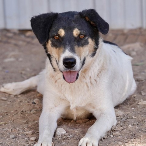 Val, an adoptable Mixed Breed in Moab, UT, 84532 | Photo Image 4
