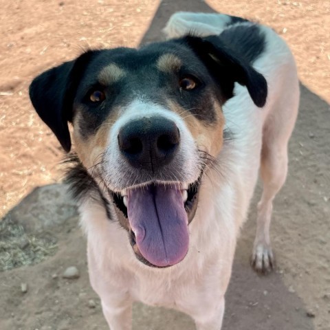 Val, an adoptable Mixed Breed in Moab, UT, 84532 | Photo Image 5