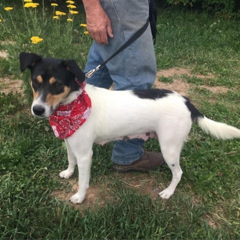 Val, an adoptable Mixed Breed in Moab, UT, 84532 | Photo Image 6