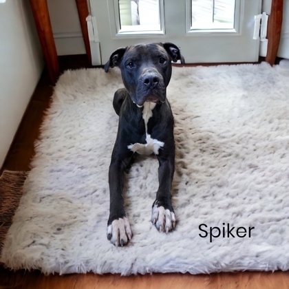 Spiker, an adoptable Terrier Mix in Cumberland, MD_image-1