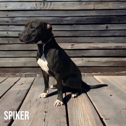 Spiker, an adoptable Terrier Mix in Cumberland, MD_image-2