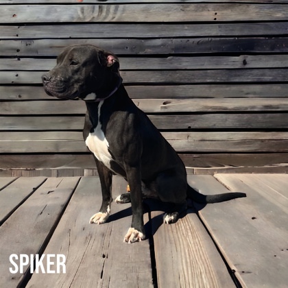 Spiker, an adoptable Terrier, Mixed Breed in Cumberland, MD, 21502 | Photo Image 2