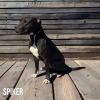 Spiker photo 2