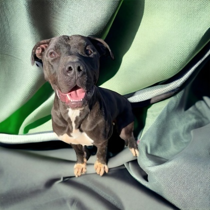 Spiker, an adoptable Terrier, Mixed Breed in Cumberland, MD, 21502 | Photo Image 3