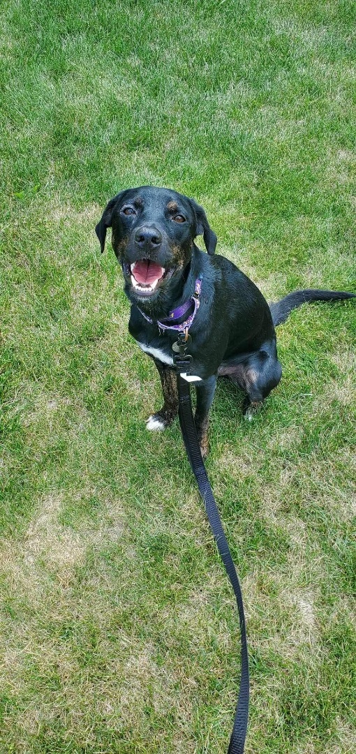 Oakley, an adoptable Labrador Retriever in Green Bay, WI, 54313 | Photo Image 2