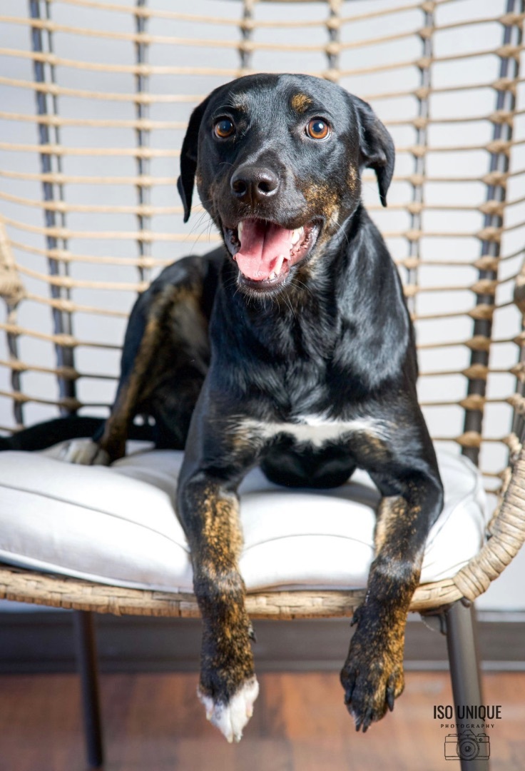 Oakley, an adoptable Labrador Retriever in Green Bay, WI, 54313 | Photo Image 1