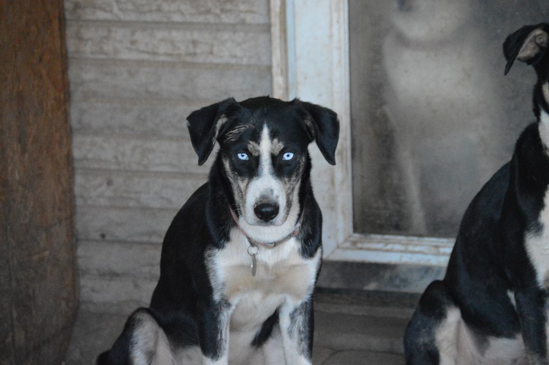 Dixie's pups, Zoe and Zerah