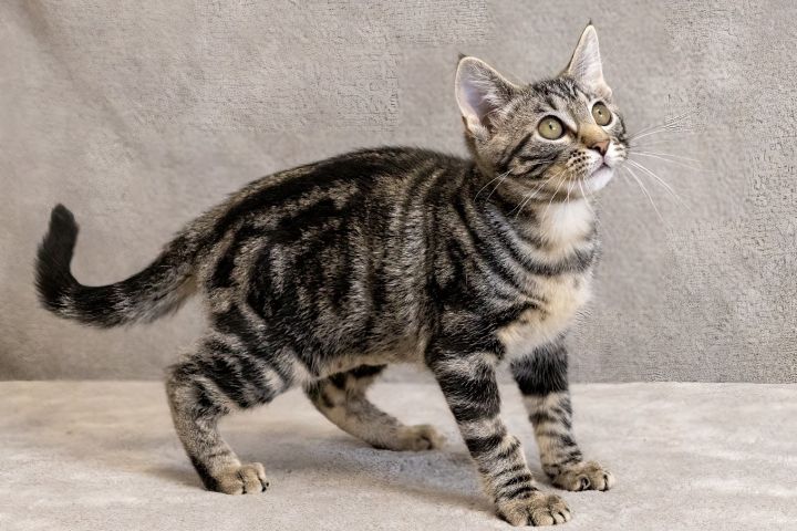 Cat for adoption - Betty Boop, an Oriental Tabby & Domestic Short Hair ...