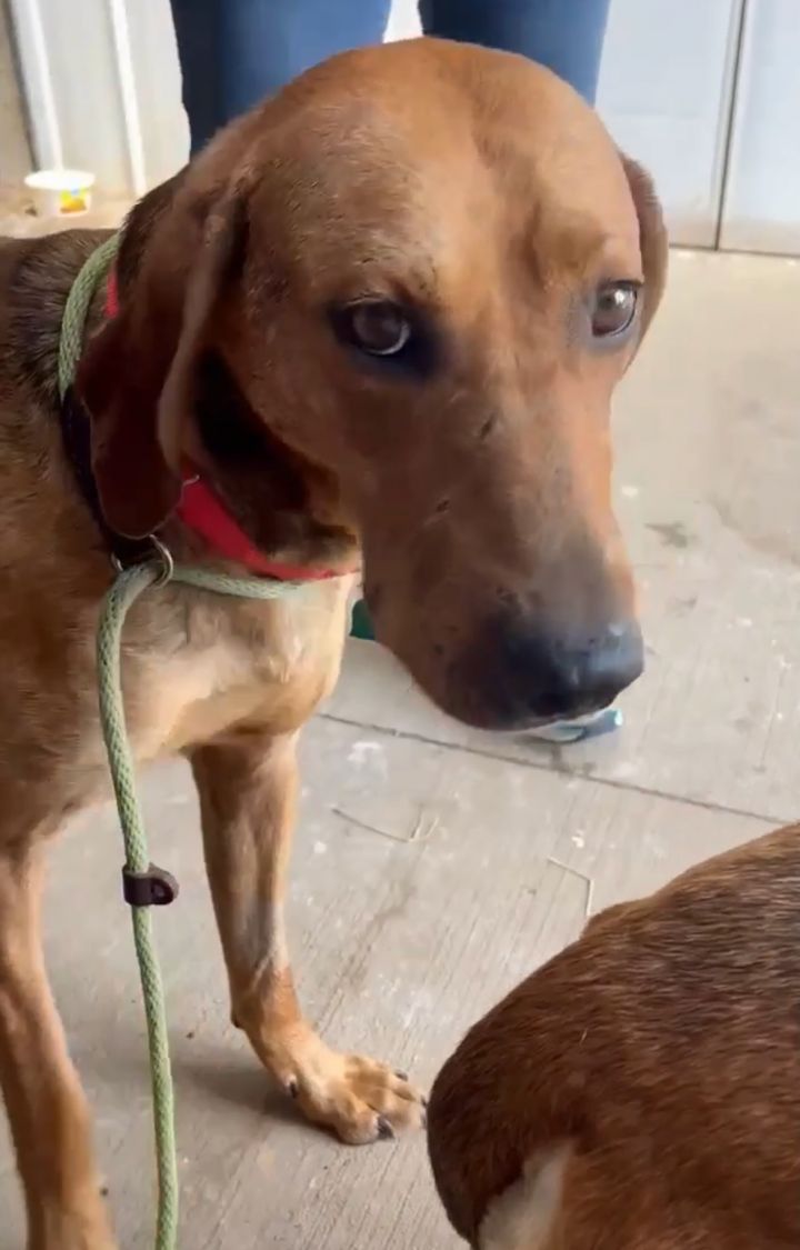 how much do redbone coonhounds eat