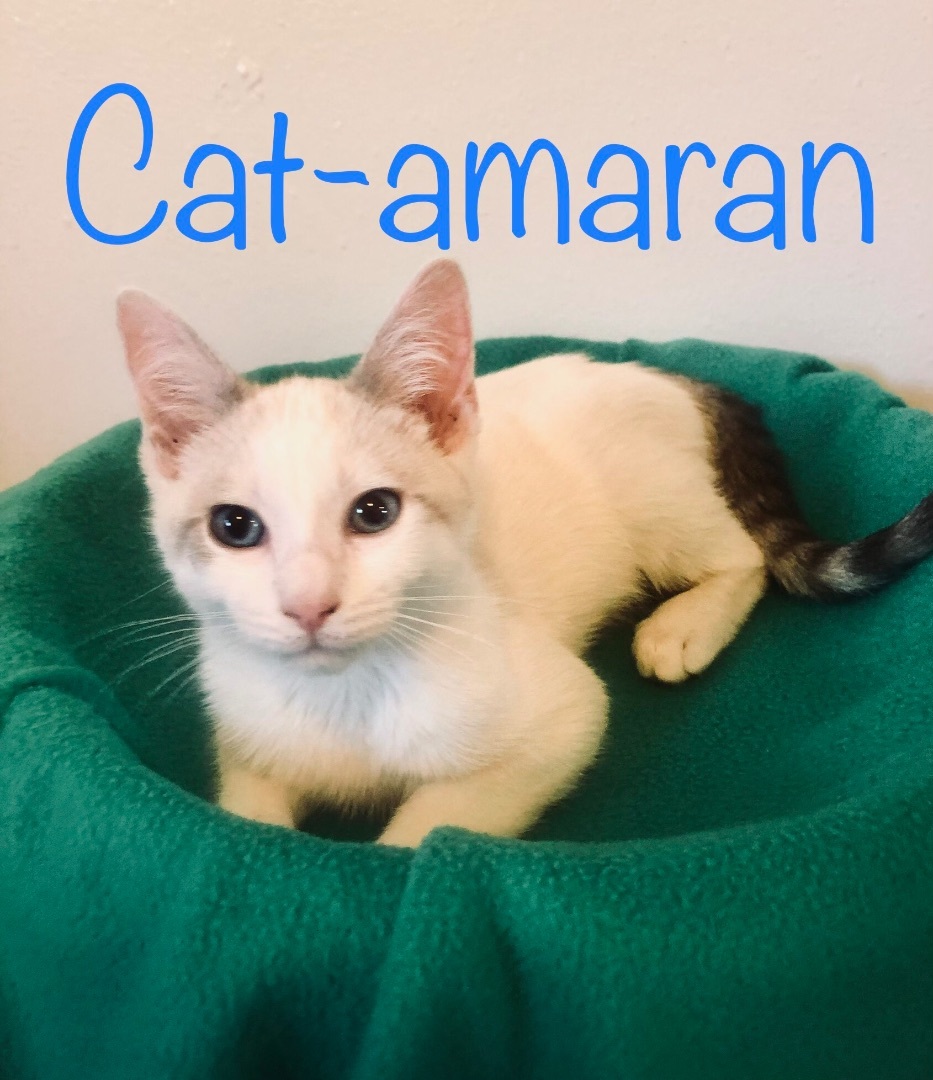 Cat for adoption - Cat-amaran, a Domestic Short Hair in Kenai, AK ...