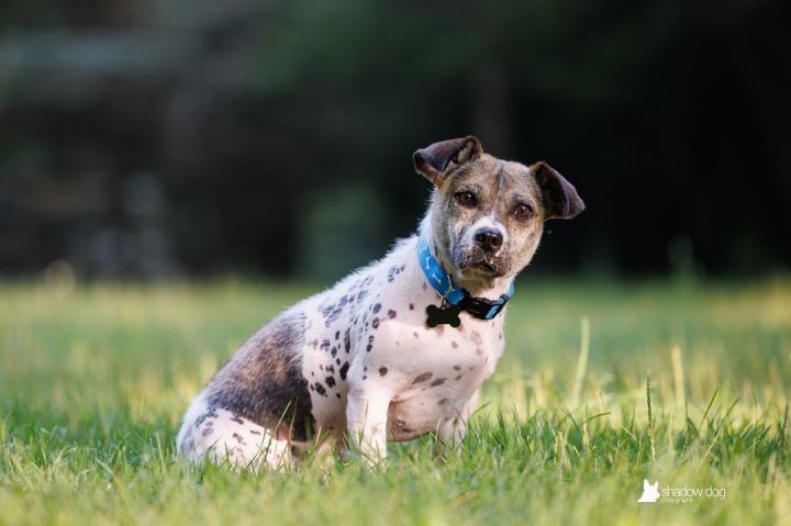 Reed Dog Collar