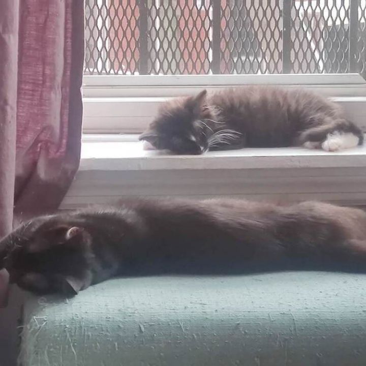 Dixie & Lima Bean 4