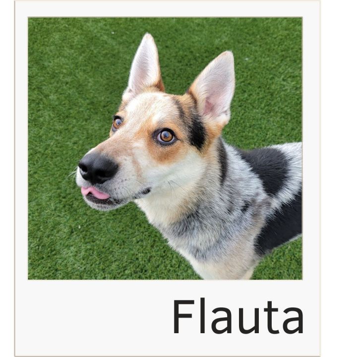 Flauta, an adopted Mixed Breed in Colorado Springs, CO_image-1