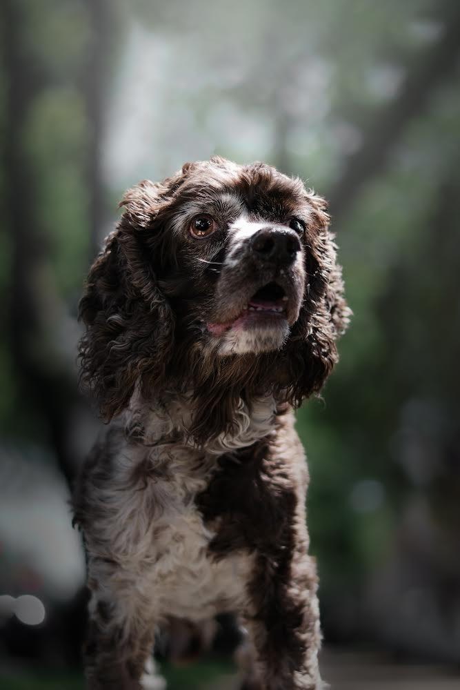 Petfinder cocker hot sale spaniel