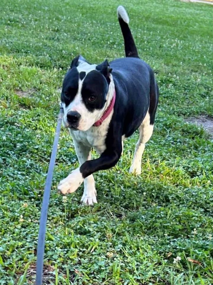 Dog for adoption Duchess a Pit Bull Terrier Mix in Beatrice NE