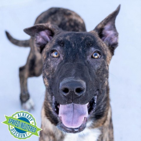 Carson, an adoptable Mixed Breed in Las Cruces, NM, 88012 | Photo Image 1