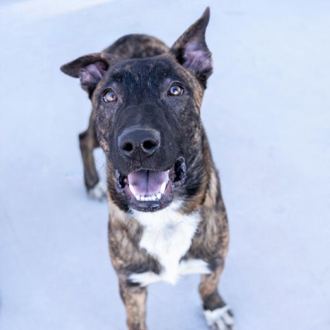 Carson, an adoptable Mixed Breed in Las Cruces, NM, 88012 | Photo Image 4