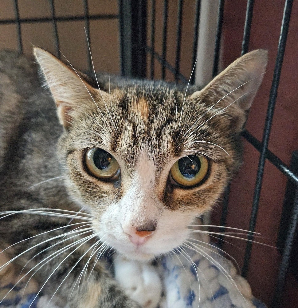 Mama Jellyroll, an adoptable Domestic Short Hair in Virginia Beach, VA, 23455 | Photo Image 1