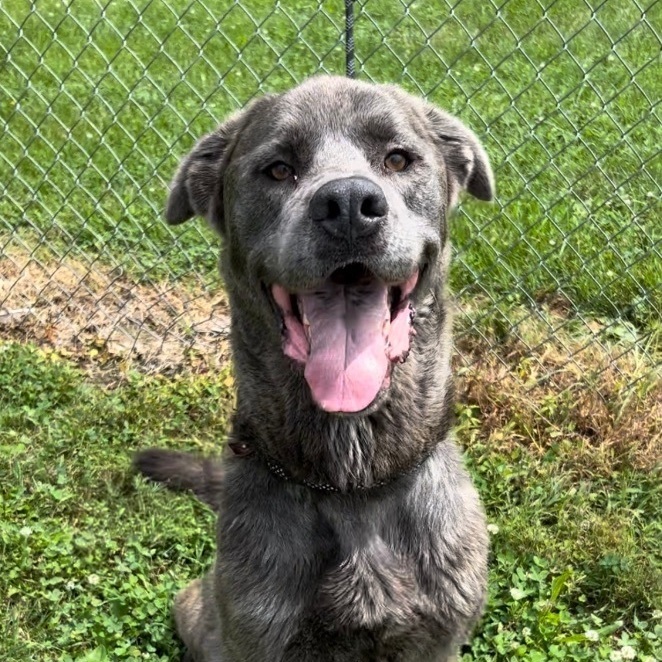 Shepherd cane corso store mix