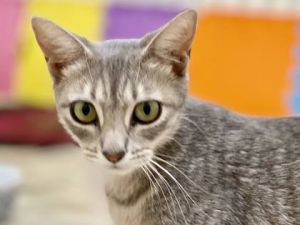 Introducing Zara a graceful one-year-old grey tabby whos already experienced t