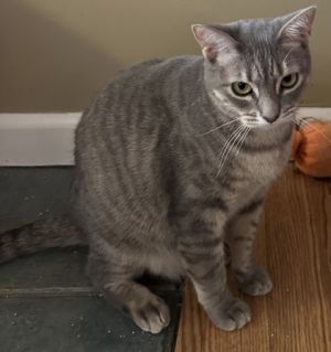 Introducing Zara a graceful one-year-old grey tabby whos already experienced the joys of motherhoo