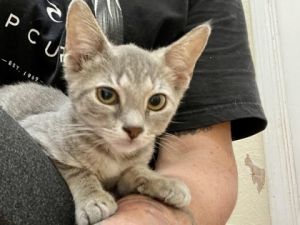 Introducing Blitz a delightful 3-month-old spayed female grey tabby with a unique bobbed tail This