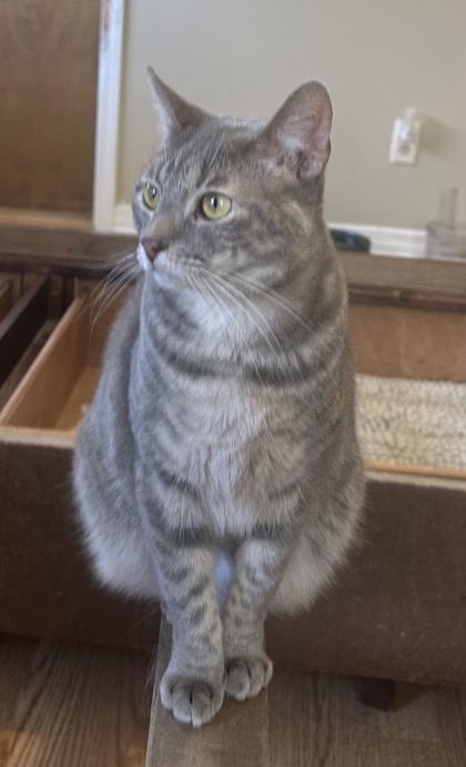 Blitz(Bob tail), an adoptable Domestic Short Hair in River Ridge, LA, 70123 | Photo Image 1