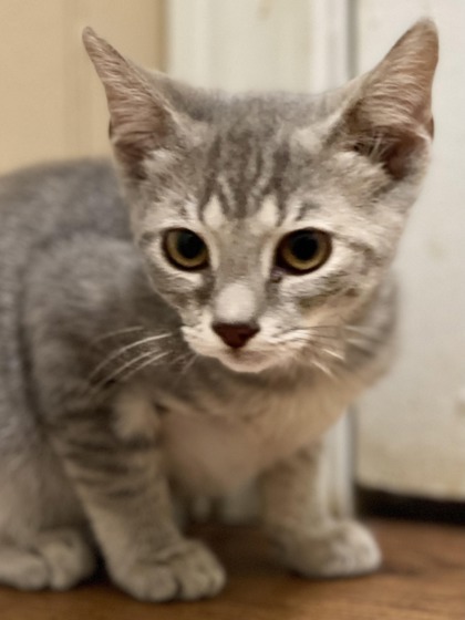 Blitz(Bob tail), an adoptable Domestic Short Hair in Metairie, LA, 70009 | Photo Image 2