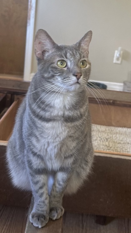 Blitz(Bob tail), an adoptable Domestic Short Hair in Metairie, LA, 70009 | Photo Image 2