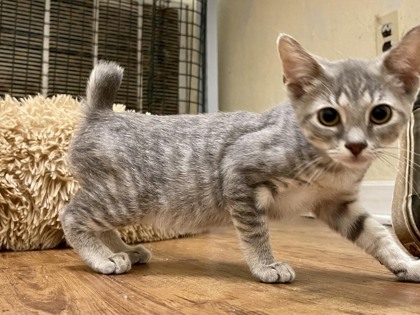 Blitz(Bob tail), an adoptable Domestic Short Hair in Metairie, LA, 70009 | Photo Image 3