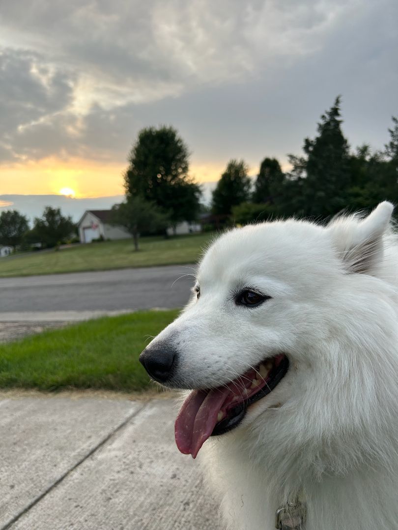 Rescue samoyed hot sale