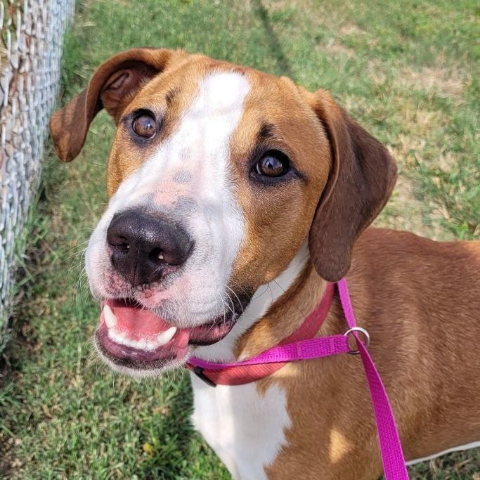 New plymouth pound store dogs for adoption